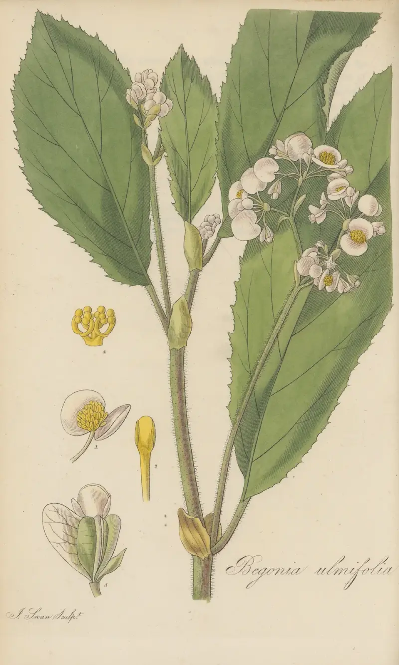 Begonia ulmifolia von William Jackson Hooker