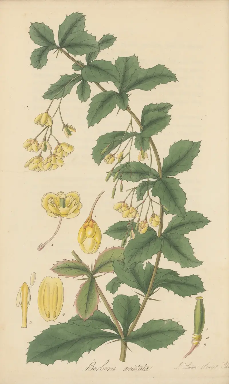 Berberis aristata von William Jackson Hooker