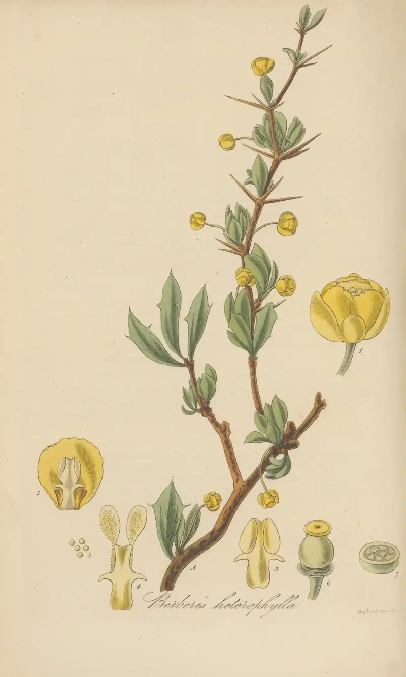 Berberis heterophylla von William Jackson Hooker