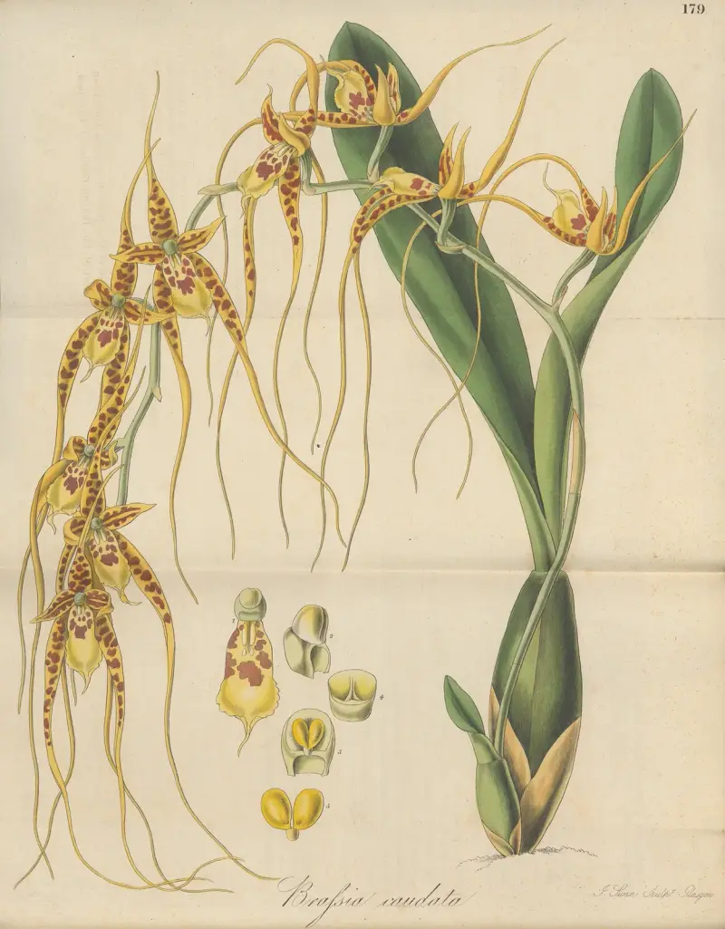 Brassia caudata von William Jackson Hooker