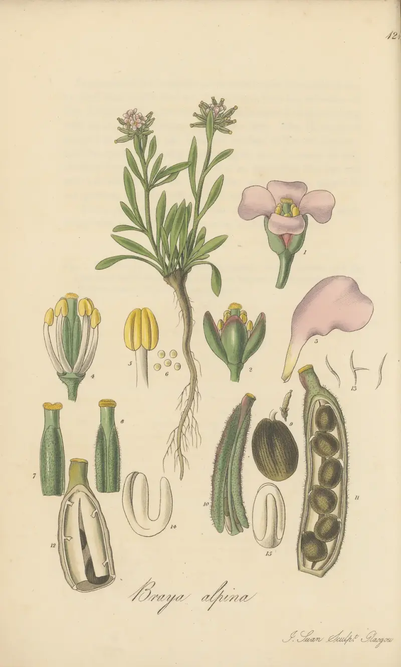 Braya alpina von William Jackson Hooker