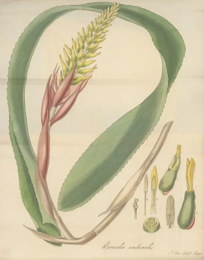 Bromelia nudicaulis von William Jackson Hooker