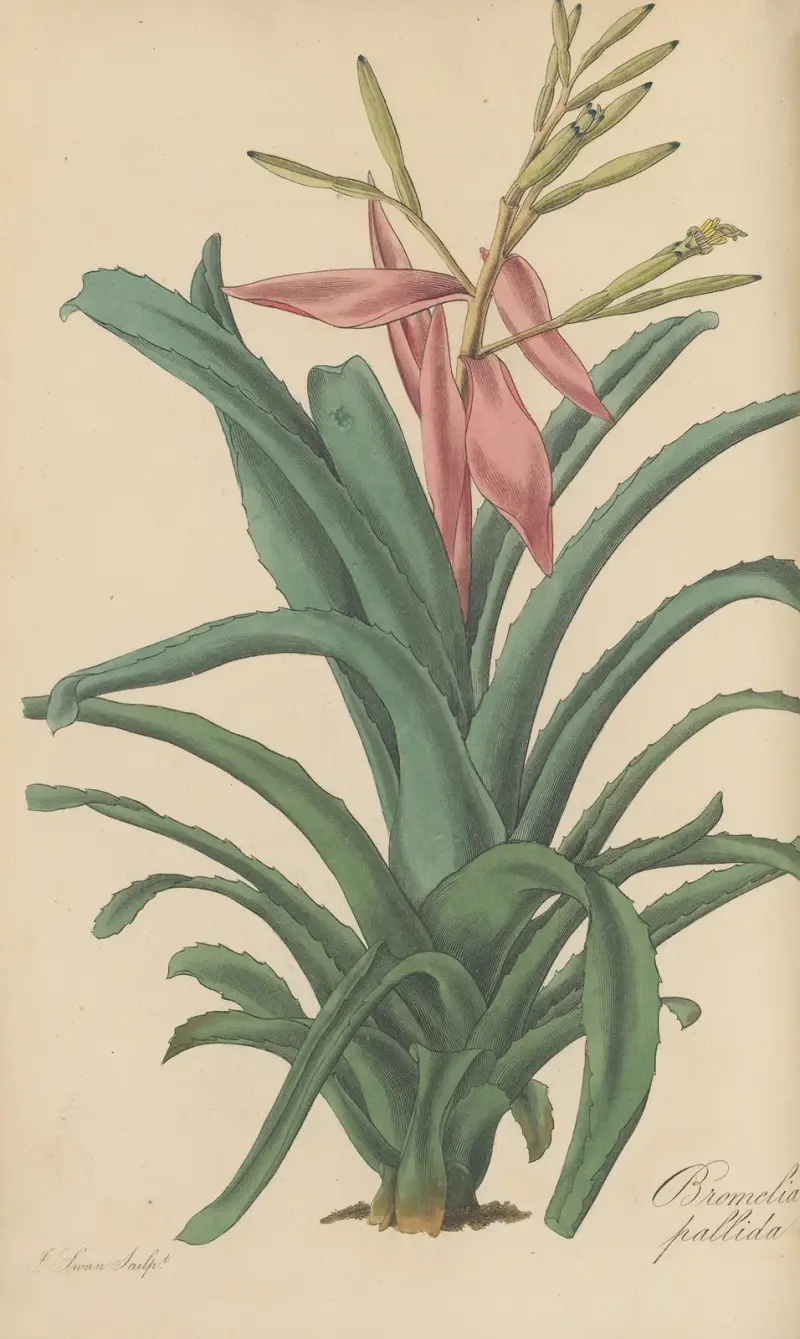 Bromelia pallida, 1823 – Nr. 2 von William Jackson Hooker