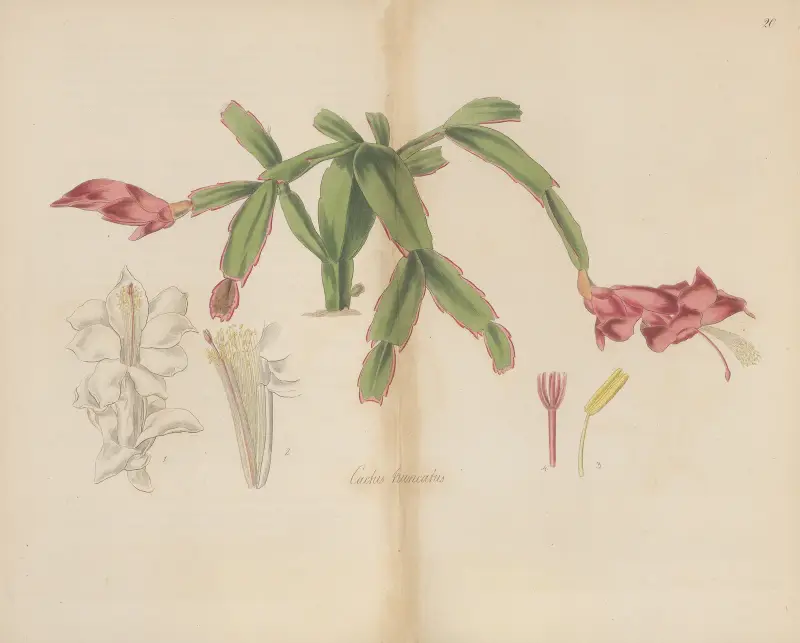 Cactus truncatus von William Jackson Hooker