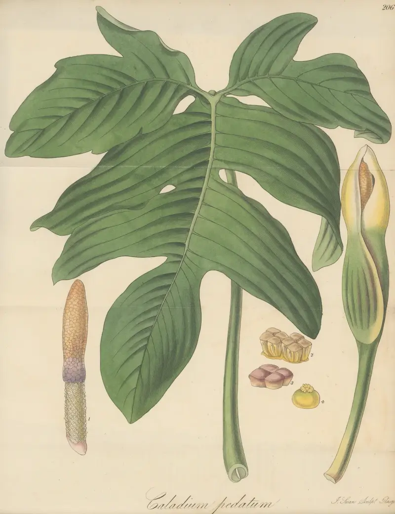 Caladium pedatum von William Jackson Hooker