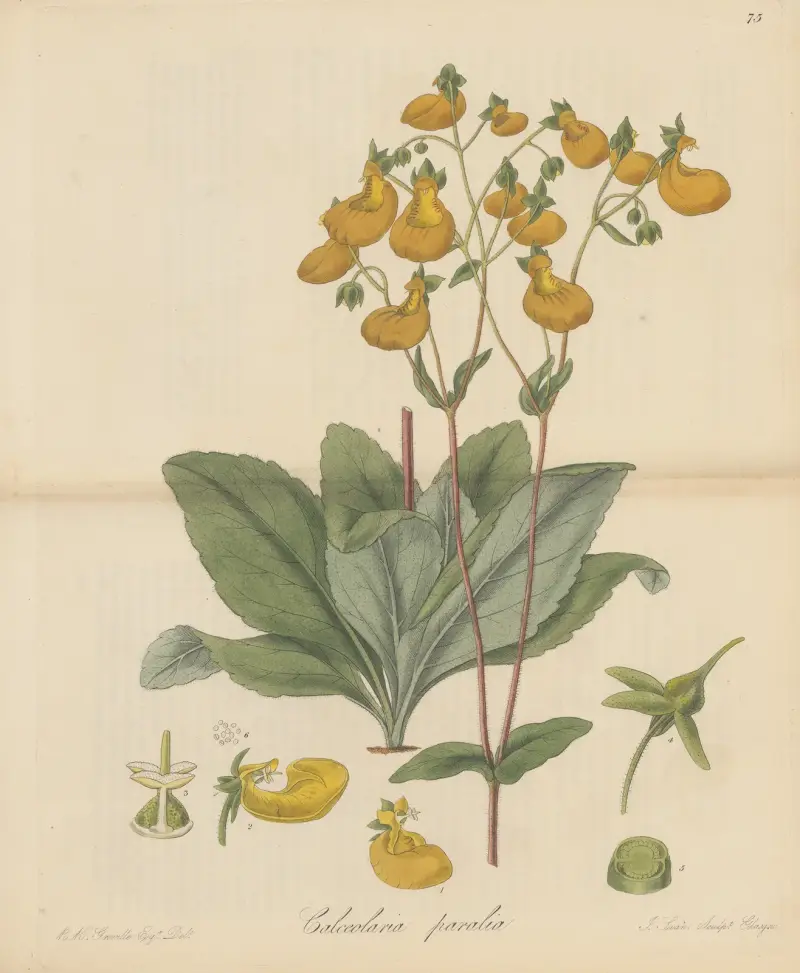 Calceolaria paralia von William Jackson Hooker