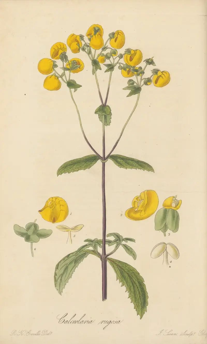Calceolaria rugosa von William Jackson Hooker