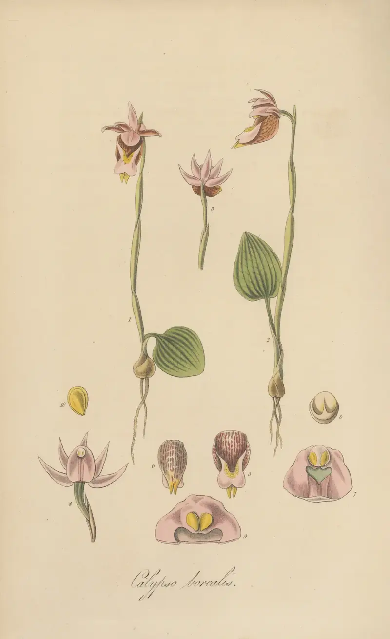 Calypso borealis von William Jackson Hooker