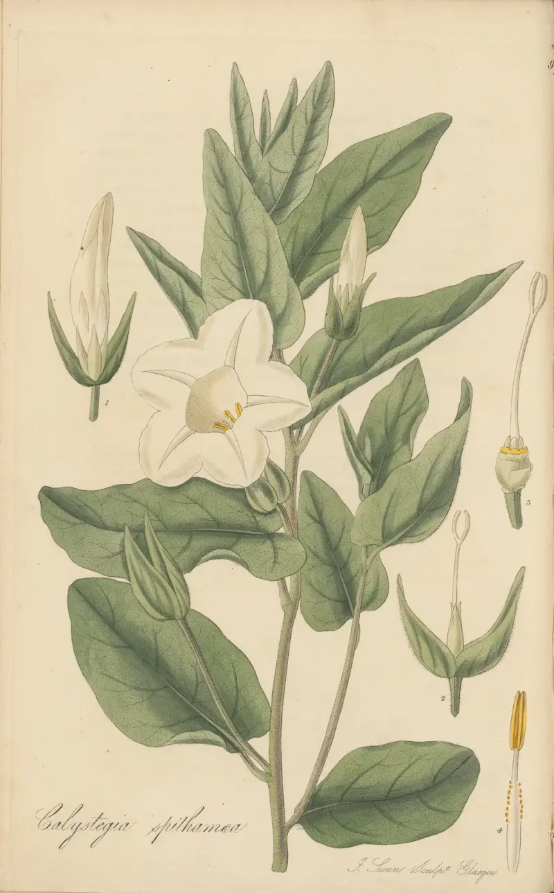 Calystegia spithamaea von William Jackson Hooker