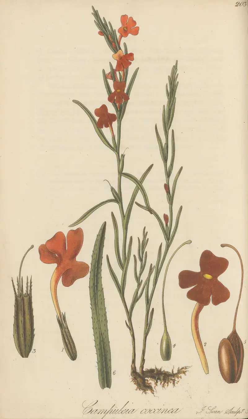 Campuleia coccinea von William Jackson Hooker