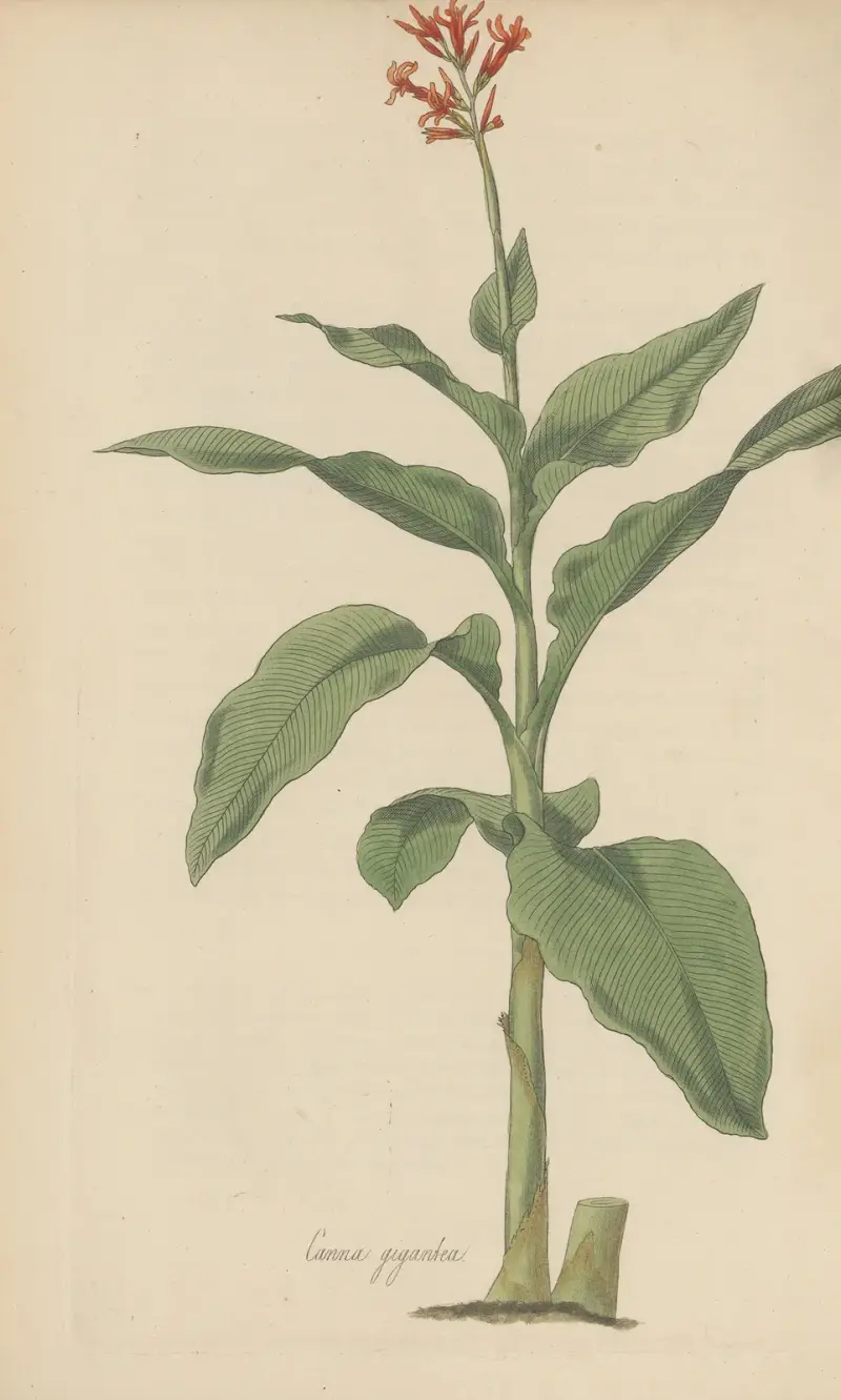 Canna gigantea, 1823 – Nr. 2 von William Jackson Hooker
