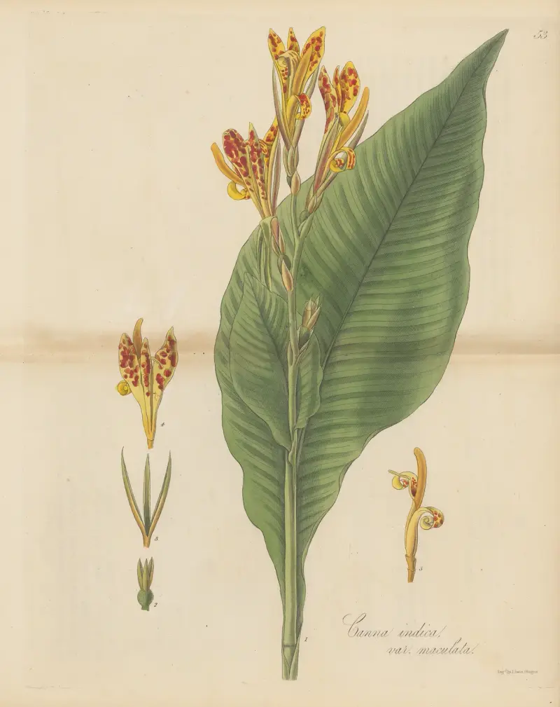 Canna indica var. maculata von William Jackson Hooker