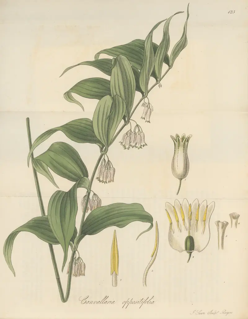 Canvallaria oppositifolia von William Jackson Hooker