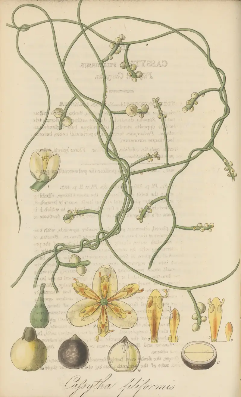 Cassytha filiformis von William Jackson Hooker