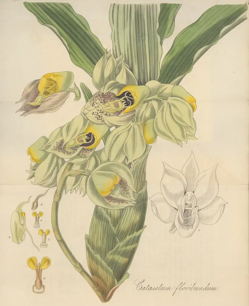Catasetum Floribundum von William Jackson Hooker