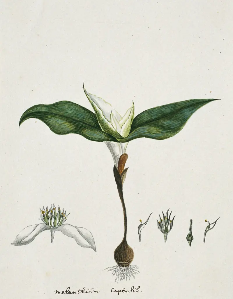 Androcymbium capense, Robert Jacob Gordon