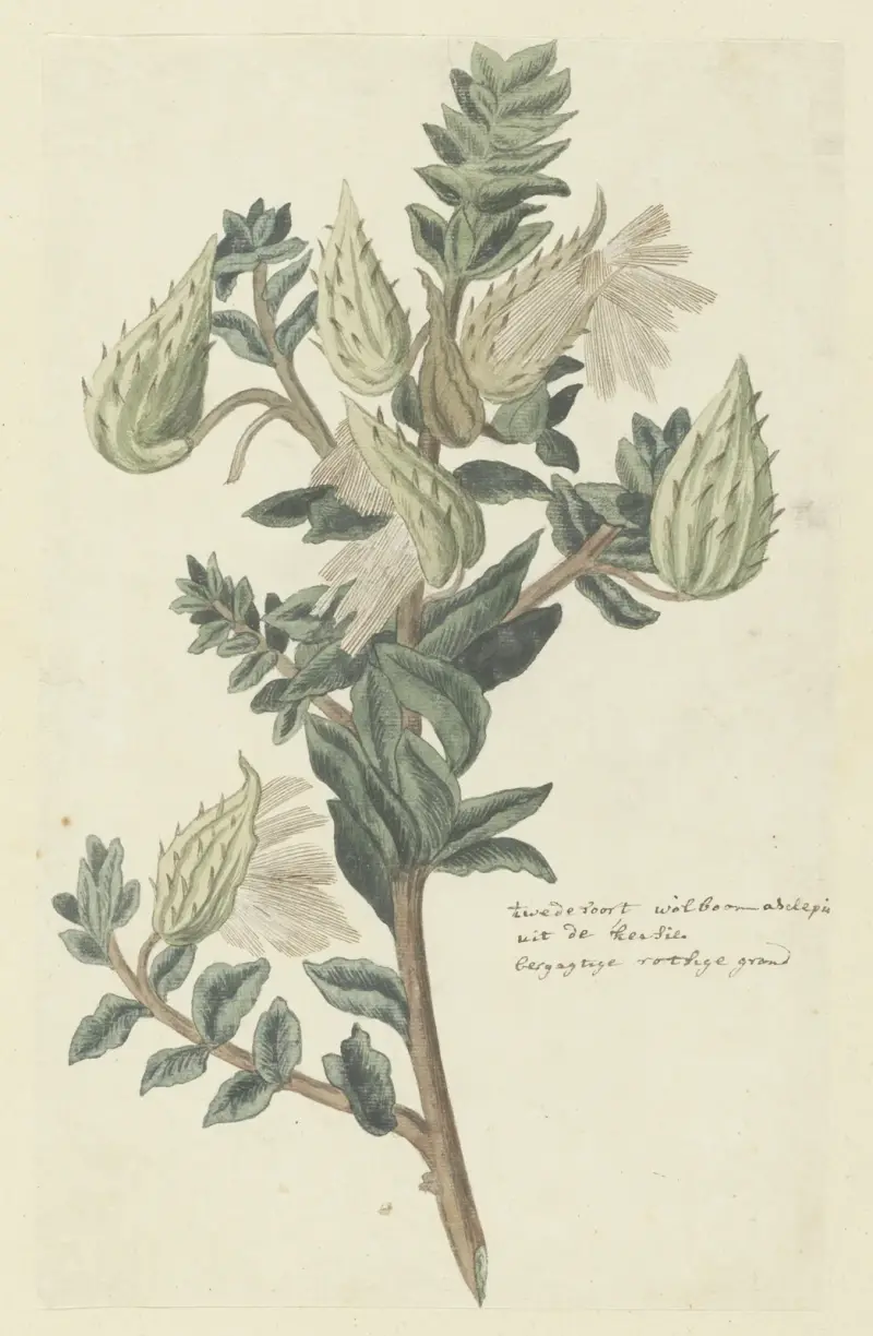 Asclepias cancellata (kapbomull) av Robert Jacob Gordon