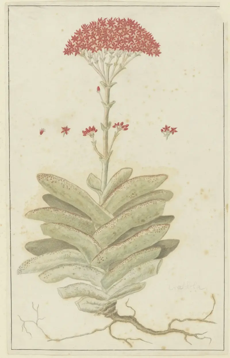 Crassula perfoliata L. (Sekelblaarplakkie) von Robert Jacob Gordon
