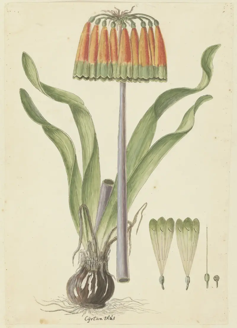 Cyranthus obliquus (knysnalilja), Robert Jacob Gordon