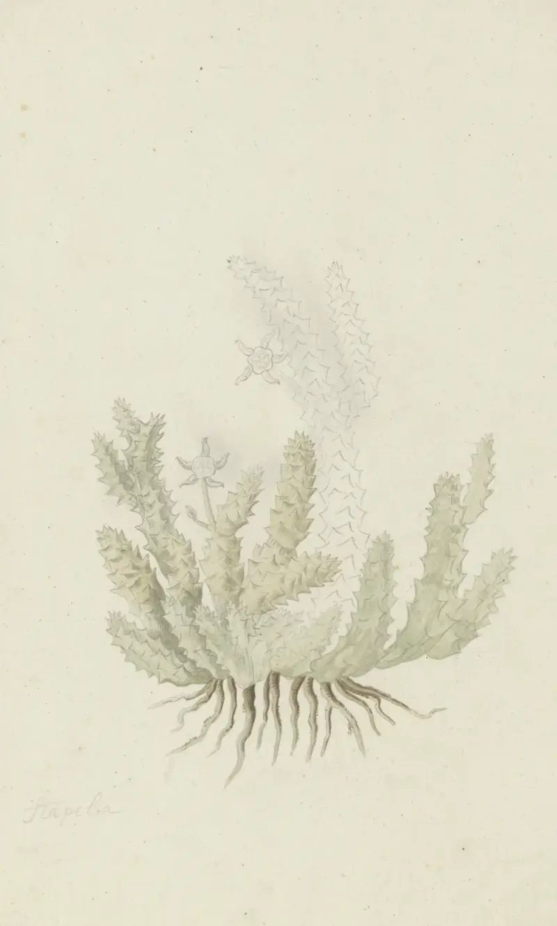 Duvalia caespitosa (Masson) Haw (Milkweed), Robert Jacob Gordon