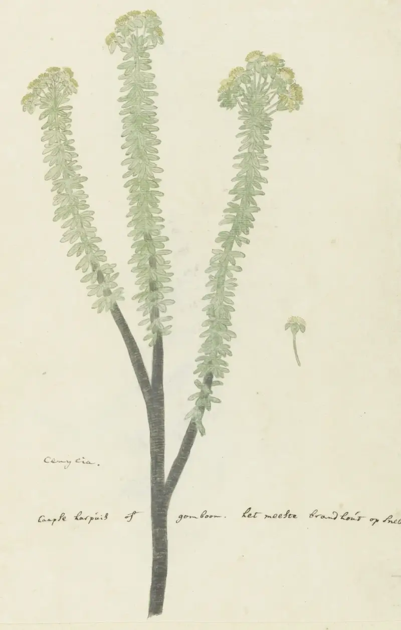 Euryops lateriflorus (L.f.) DC. (drzewo gumowe przylądkowe), Robert Jacob Gordon
