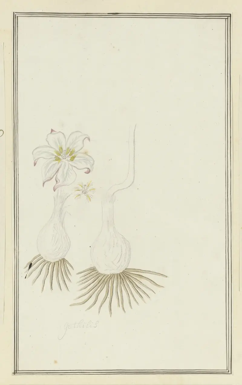 Gethyllis sp. (Kukumakranka), Robert Jacob Gordon