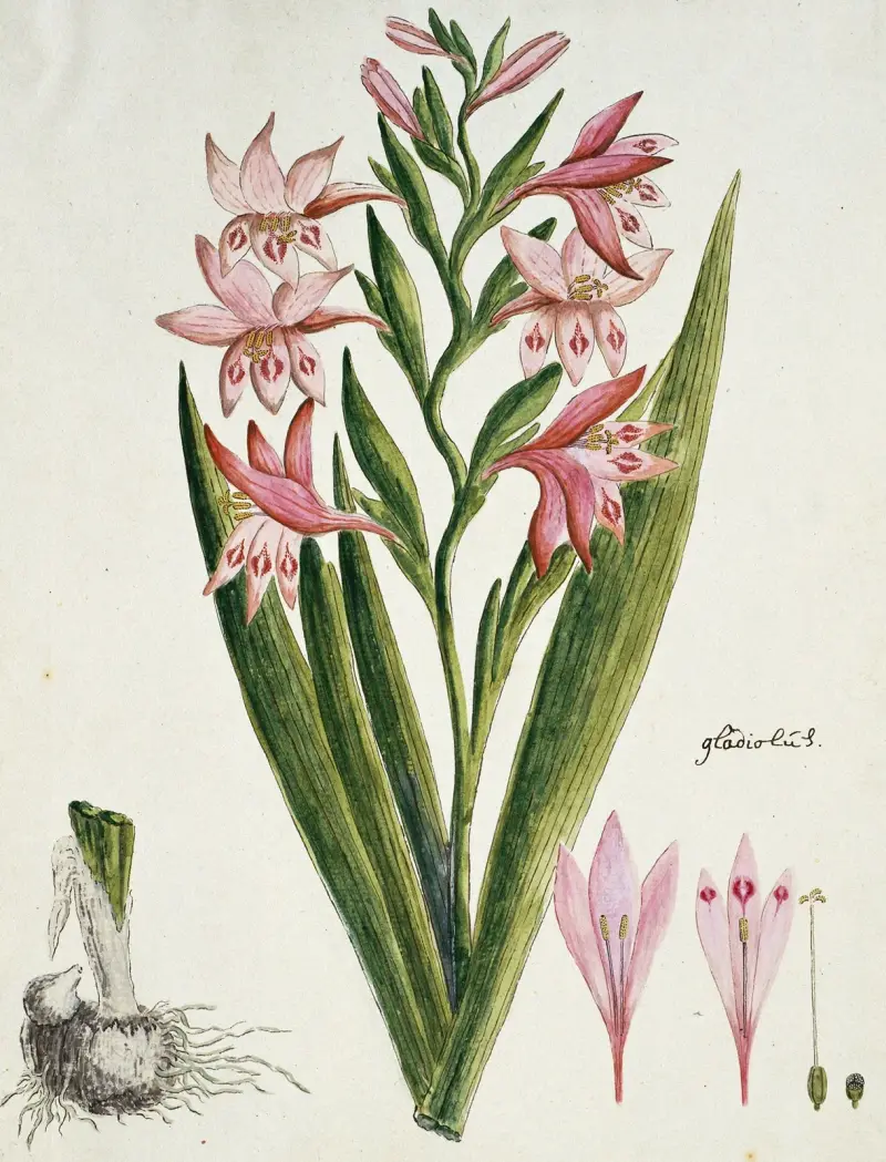 Gladiolus carneus D. Delarochev (Painted lady) av Robert Jacob Gordon