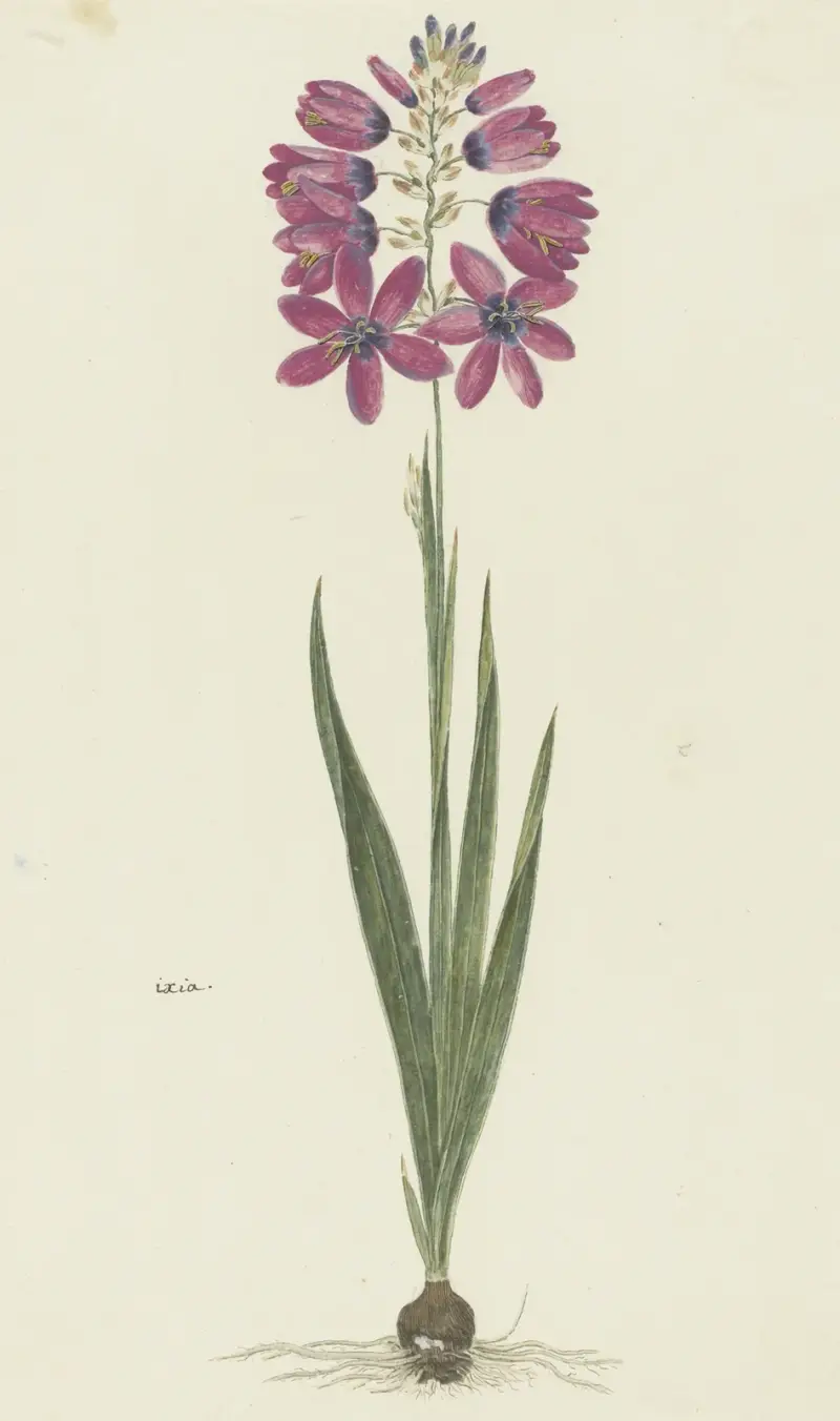 Ixia lutea Eckl. var. ovata., Robert Jacob Gordon