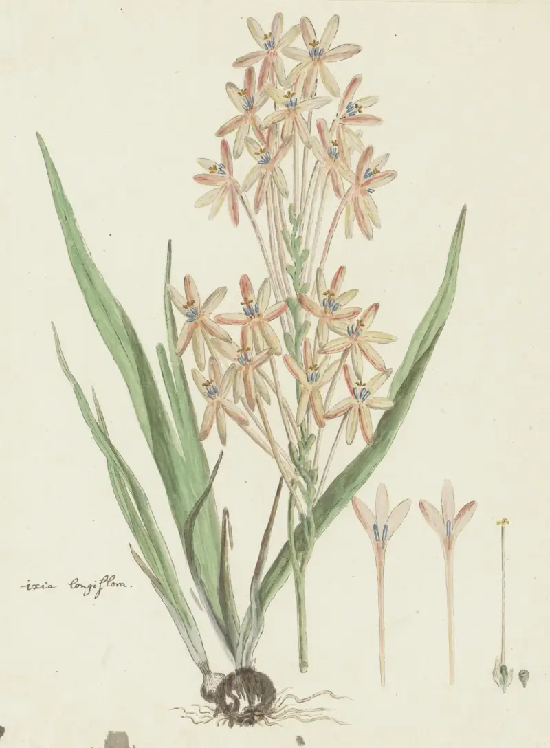 Ixia paniculata D. Delaroche von Robert Jacob Gordon