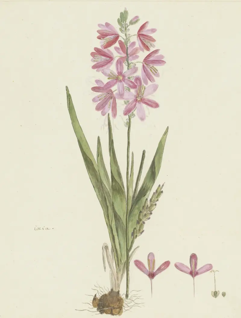 Ixia patens Aiton, Robert Jacob Gordon