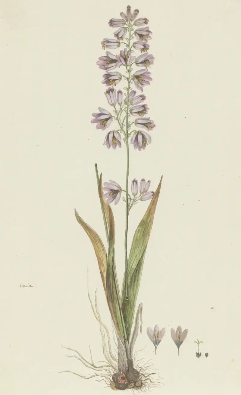 Ixia polystachya L. (Cornlily), Robert Jacob Gordon