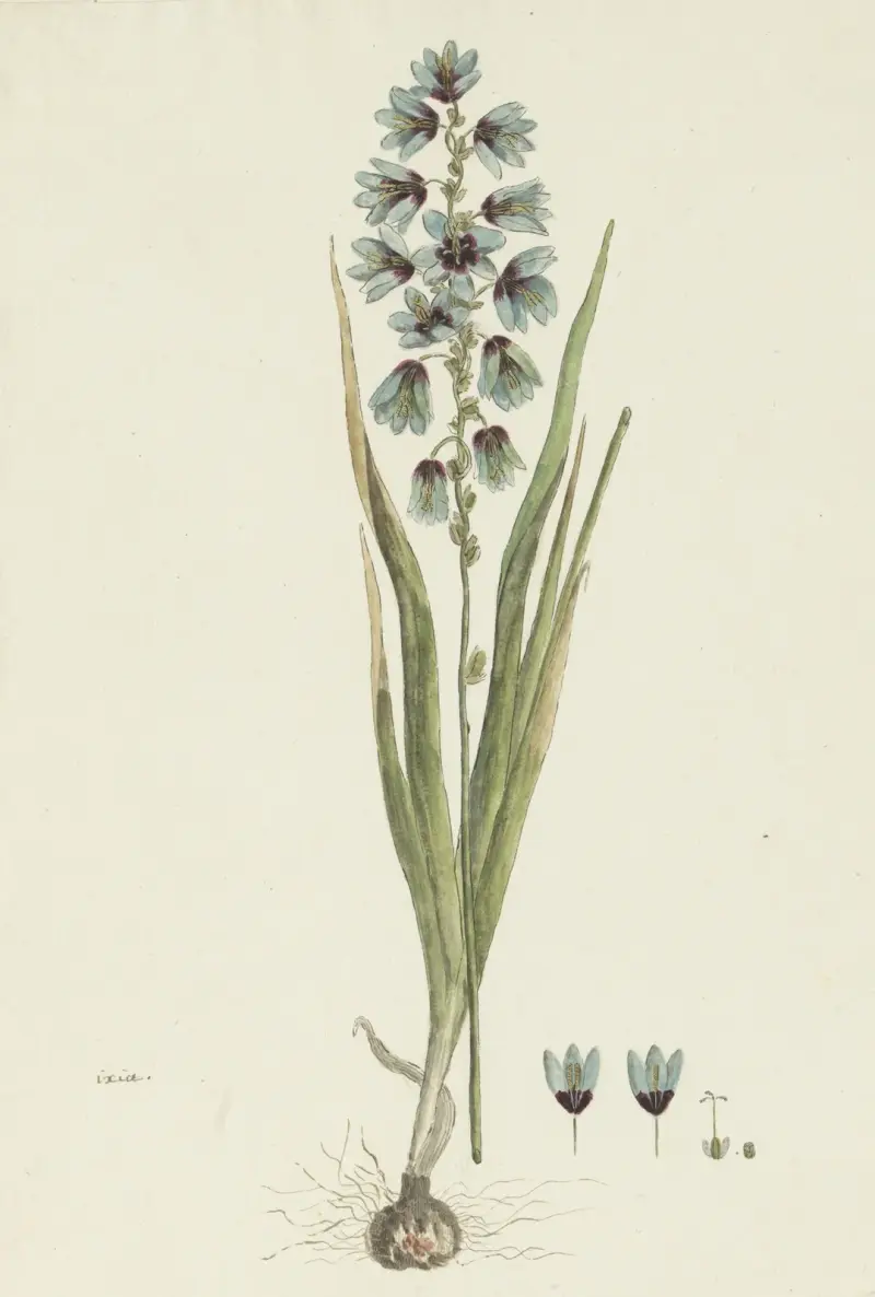 Ixia viridiflora Lam. von Robert Jacob Gordon