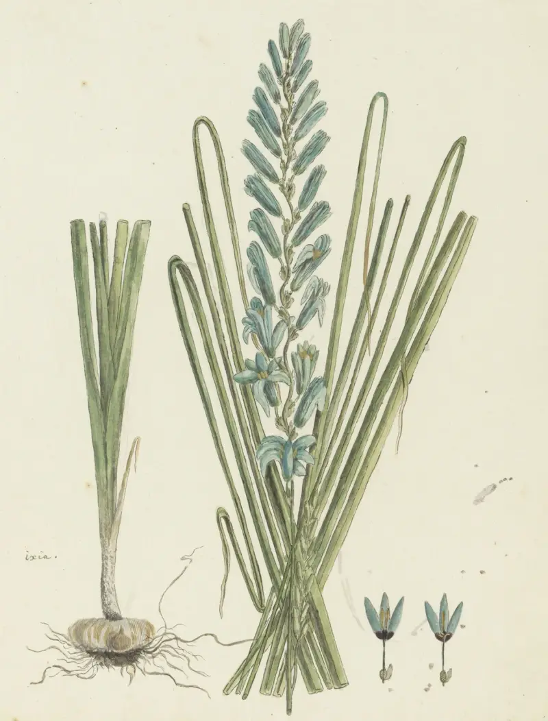 Ixia viridiflora (Turkys ixia), Robert Jacob Gordon