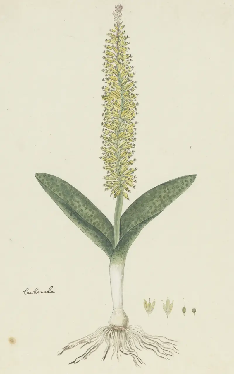 Lachenalia arbuthnotiae (hyacint) av Robert Jacob Gordon