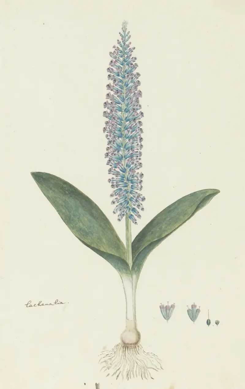 Lachenalia mediana av Robert Jacob Gordon