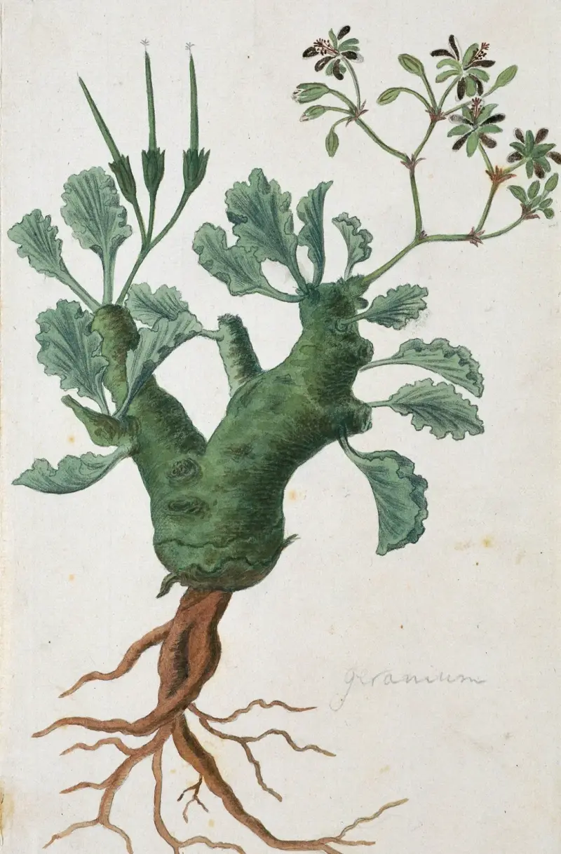 Pelargonium klinghardtense Knuth, Robert Jacob Gordon