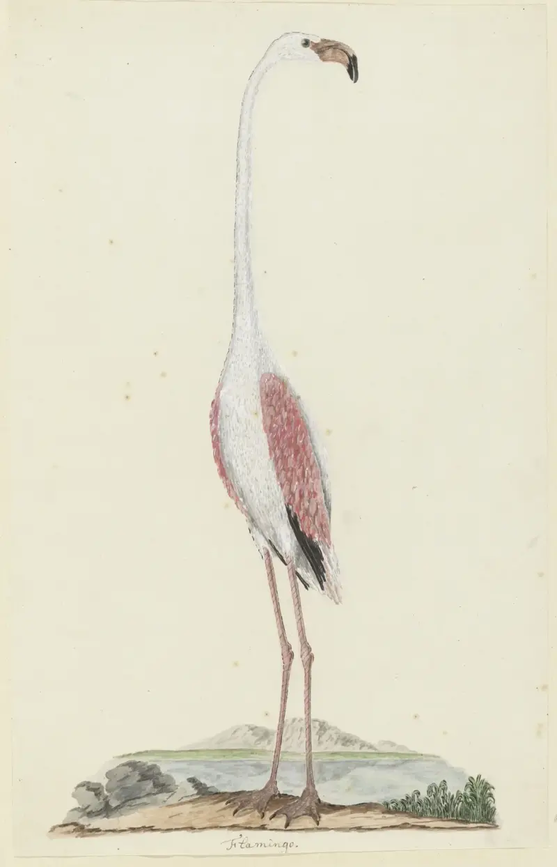 Großer Flamingo (Phoenicopterus ruber roseus) von Robert Jacob Gordon