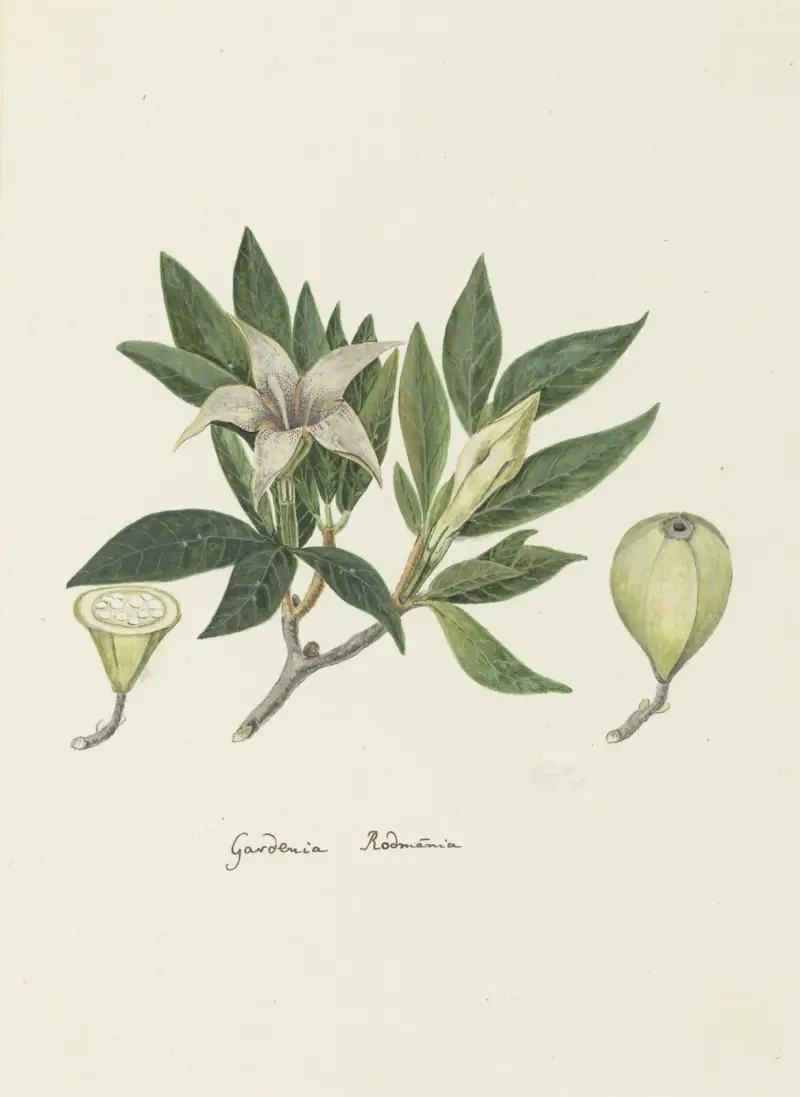 Rothmannia capensis (vild gardenia) av Robert Jacob Gordon