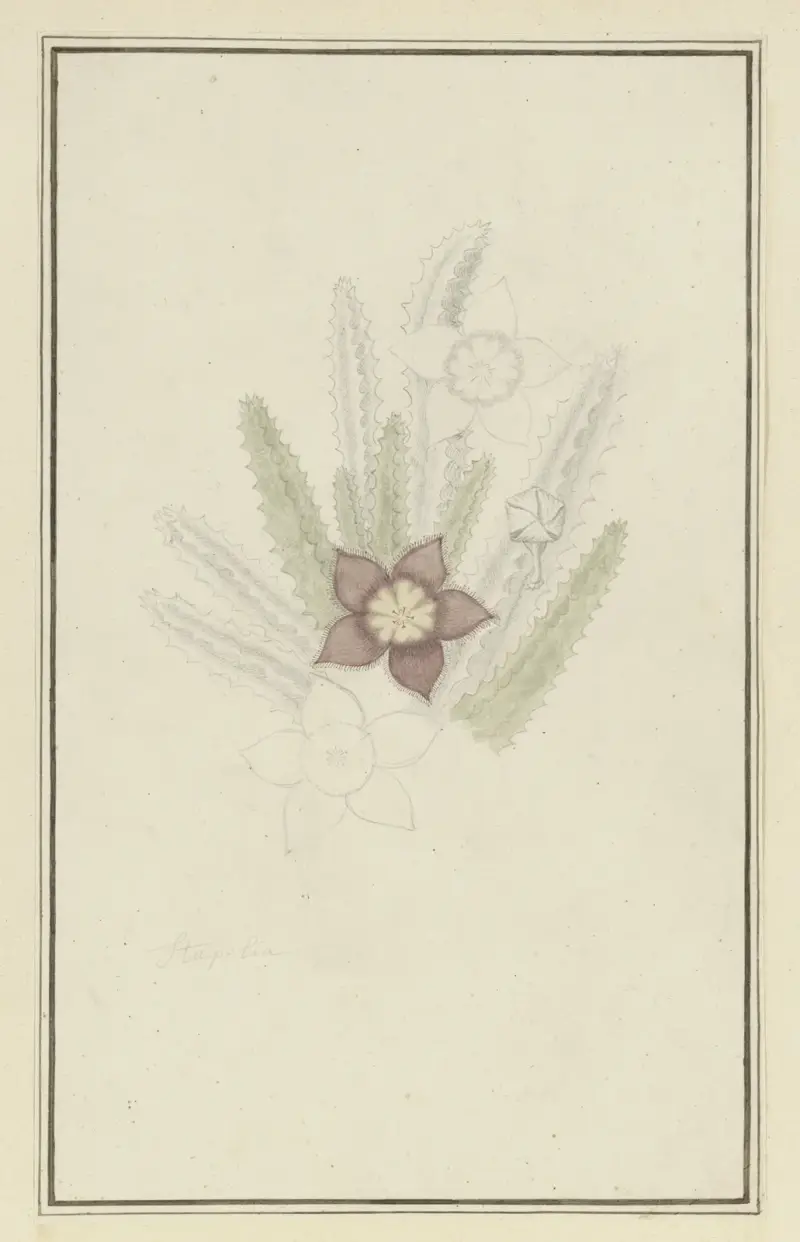 Stapelia hirsuta L. (hvězdicovitá květina), Robert Jacob Gordon