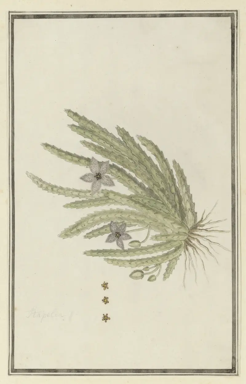Stapelia paniculata Willd.(Small starfish flower), Robert Jacob Gordon