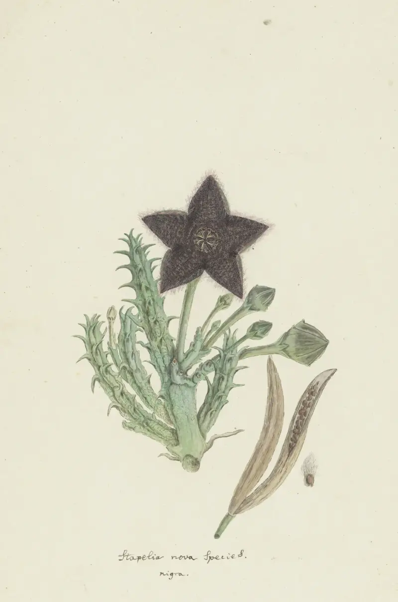 Tridentea gemmiflora (Masson) Haw. (Stapelia gemmiflora), Robert Jacob Gordon