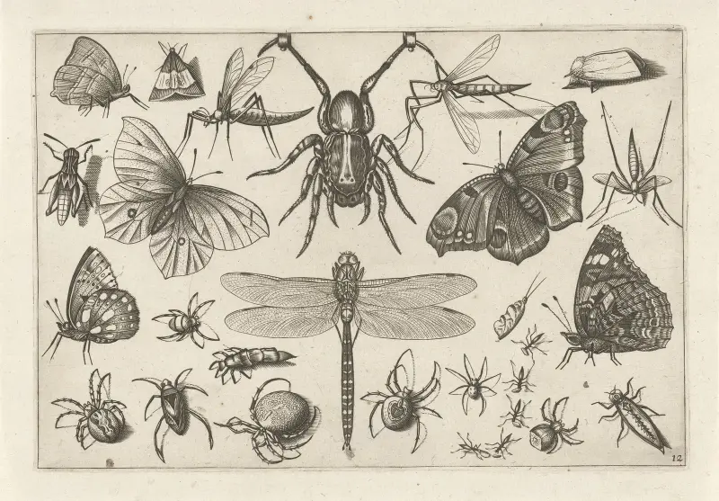 Diverse flygande insekter, plansch 12 av Jacob Hoefnagel