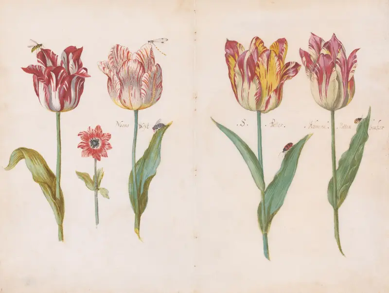 Sheet from a Tulip Book av Jacob Marrel