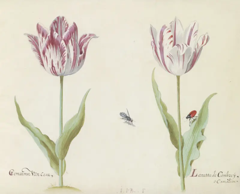 Zwei Tulpen mit Mücke und Käfer von Jacob Marrel