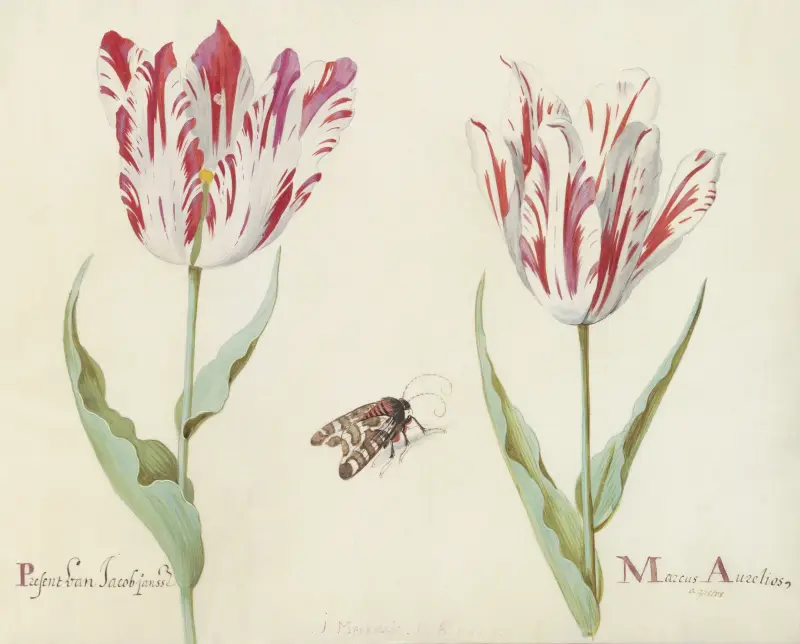Zwei Tulpen mit Nachtfalter von Jacob Marrel