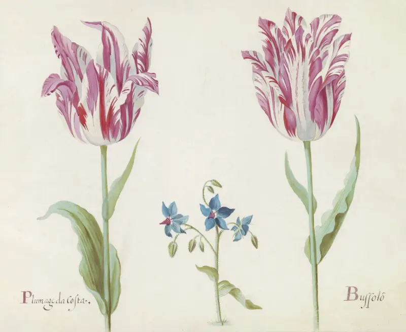 Två tulpaner med okänd blommande växt av Jacob Marrel