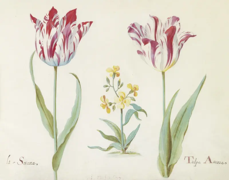 Två tulpaner med korsblommig växt av Jacob Marrel