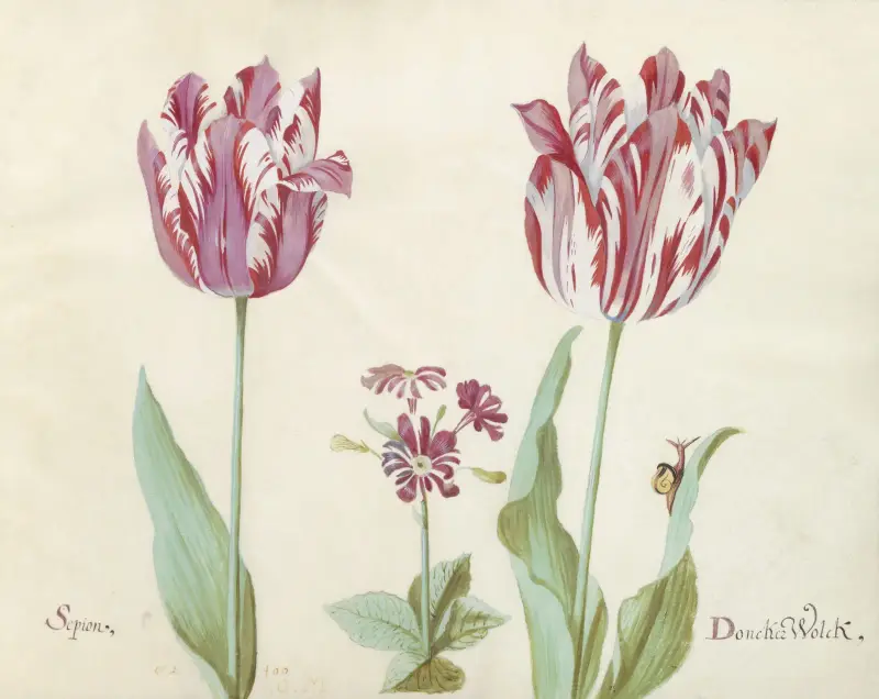 Zwei Tulpen mit Primula und Schnecke, Sepion Doncker Wolck von Jacob Marrel
