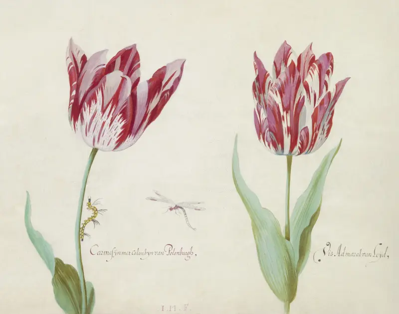 Zwei Tulpen mit Raupe und Wasserjungfer, karmesinrot mit Colonbijn von Polonburgh, genannt Admiral von Leiden von Jacob Marrel