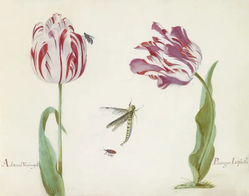 Zwei Tulpen mit Fliege, Libelle und Käfer von Jacob Marrel